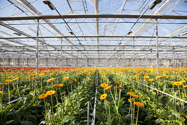 istock orange and red gerbera in greenhouse with blue sky 524232123