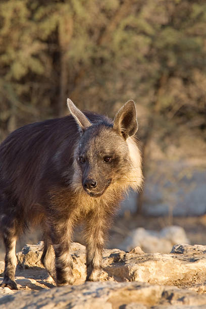 istock Brown Hyena at waterhole 524233471
