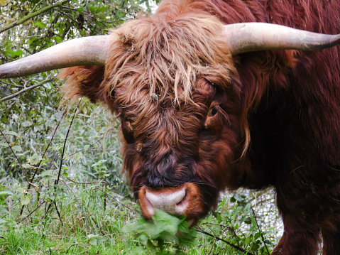 This buffalo in the nature is watching right in the camera