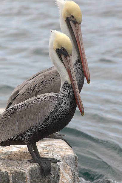 istock Pair of Pelicans Hunting 524233605