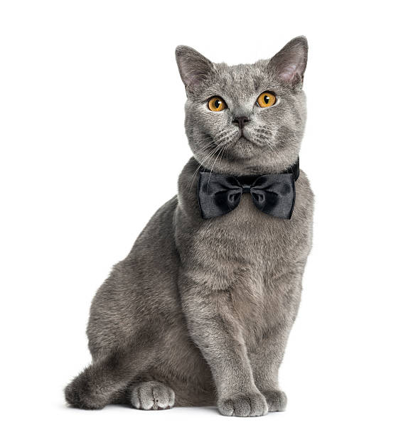 British Shorthair sitting (6 months old) British Shorthair sitting (6 months old) bow tie stock pictures, royalty-free photos & images