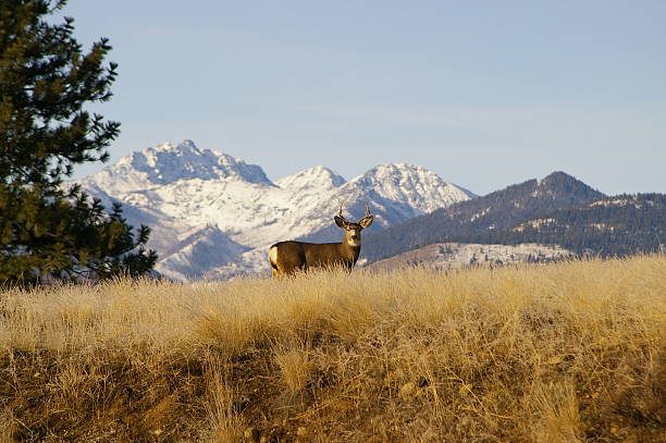 istock Buck standing in front of snowy mountains 524233797