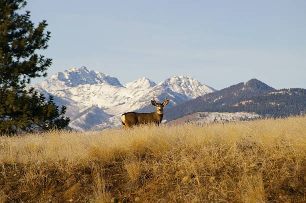 istock Buck standing in front of snowy mountains 524233801