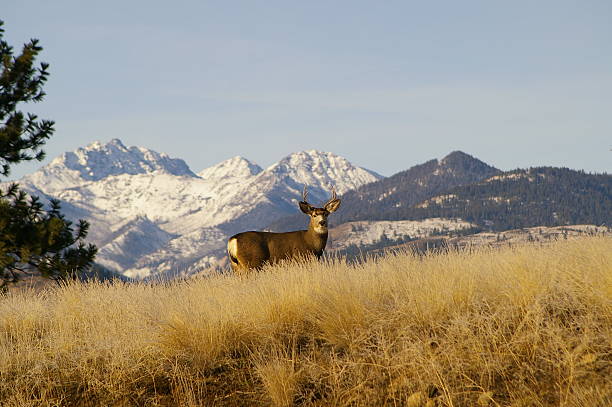 istock Buck standing in front of snowy mountains 524233803
