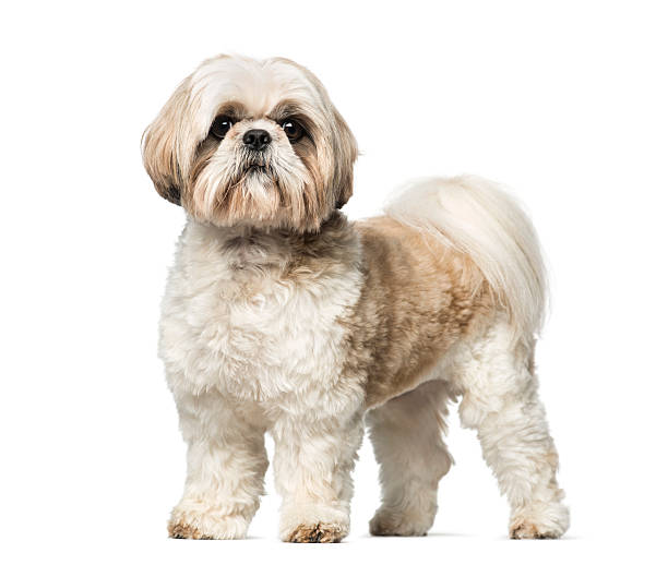 Shih Tzu (3 years old) Shih Tzu (3 years old) shih tzu stock pictures, royalty-free photos & images