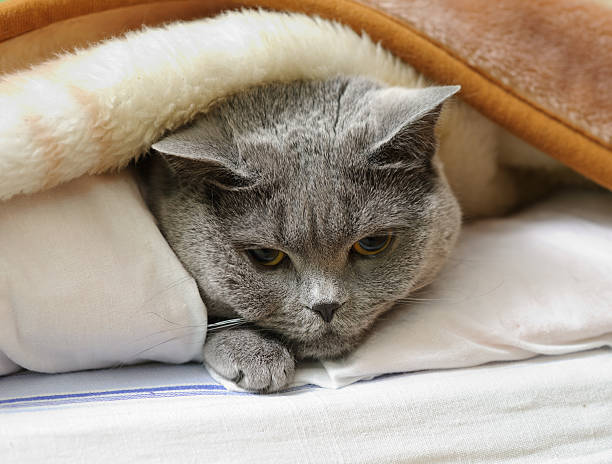 istock British shorthair cat lying under blanket 524234157