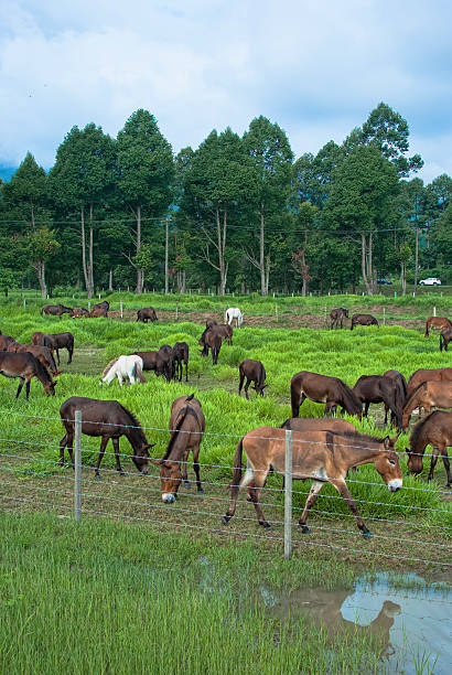 camera mangiare erba - livestock horse bay animal foto e immagini stock