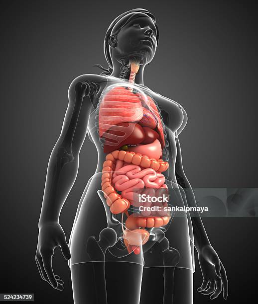 Digestive System Of Female Body Stock Photo - Download Image Now - Anatomy, Bronchus, Gall Bladder