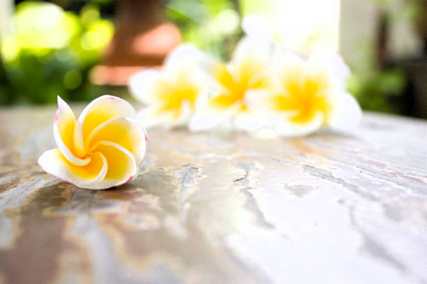 istock Plumeria  on wood background. 524258249