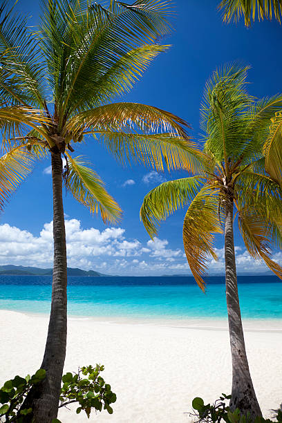 istock palm trees on a beach at Sandy Cay, BVI 524258705