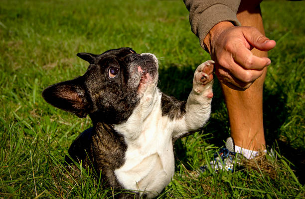 istock French bulldog looking up at man with green background 524259099