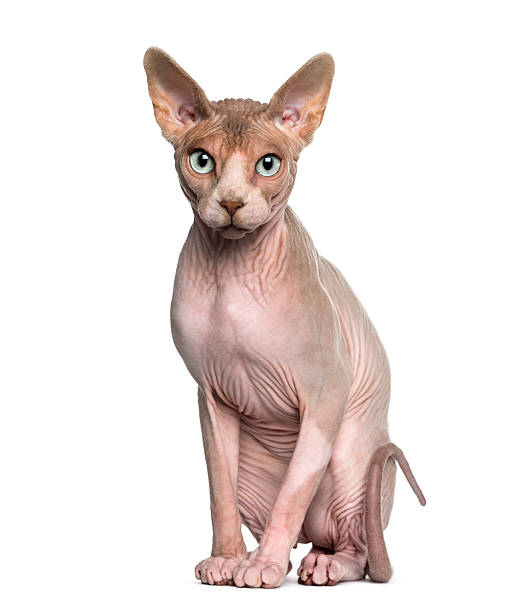 Sphynx (1 year old) sitting Sphynx (1 year old) sitting sphynx hairless cat stock pictures, royalty-free photos & images