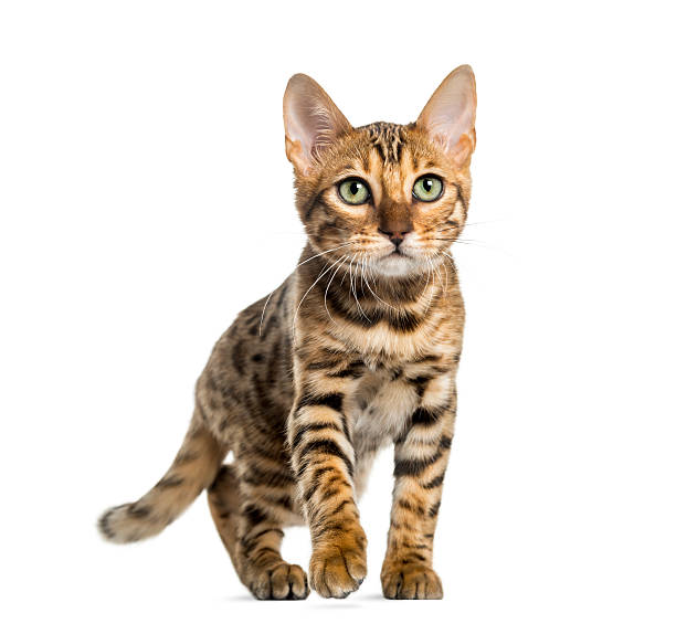istock Young Bengal cat (5 months old), isolated on white 524259195