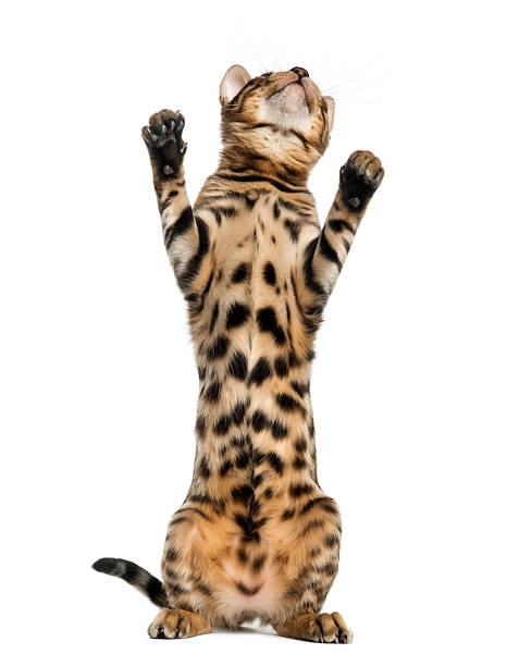 istock Young Bengal cat on hind legs and pawing 524259253