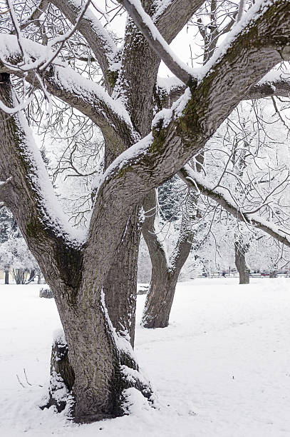 istock trees and shrubs snowbank 524259327