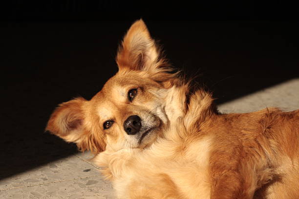 istock Dog lyung on the floor 524260651