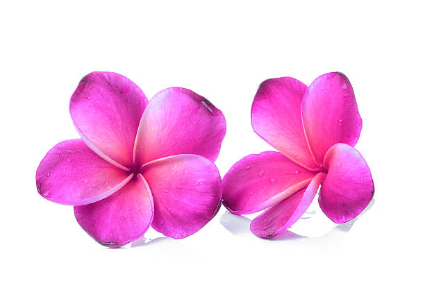 istock Frangipani flower isolated on white background 524261801
