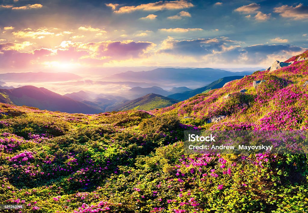 Magic pink rhododendron flowers in the mountains. Magic pink rhododendron flowers in the mountains. Summer sunrise Beauty In Nature Stock Photo