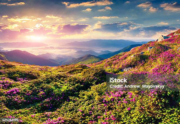 Magic Pink Rhododendron Flowers In The Mountains Stock Photo - Download Image Now - Beauty In Nature, Blossom, Bright