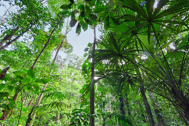 istock Tropical rainforest in Costa Rica 524263905