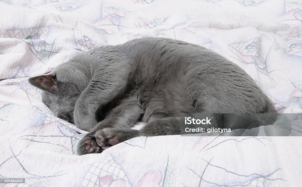 British shorthair cat Animal Stock Photo