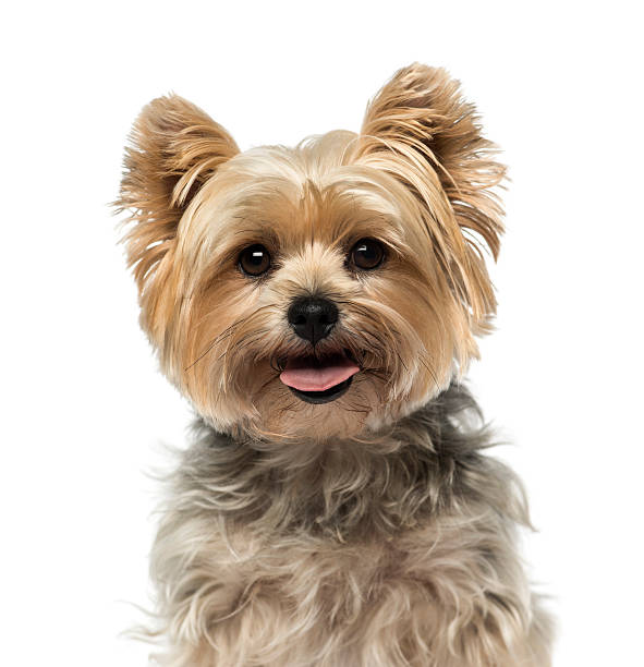 Yorkshire Terrier (4 years old) Yorkshire Terrier (4 years old) yorkshire terrier stock pictures, royalty-free photos & images