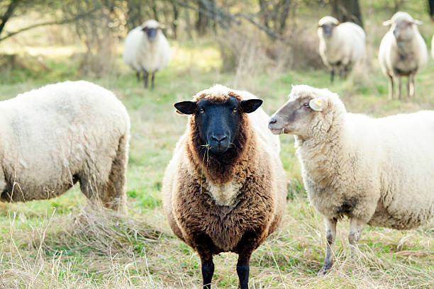 Extreme close-up of sheep