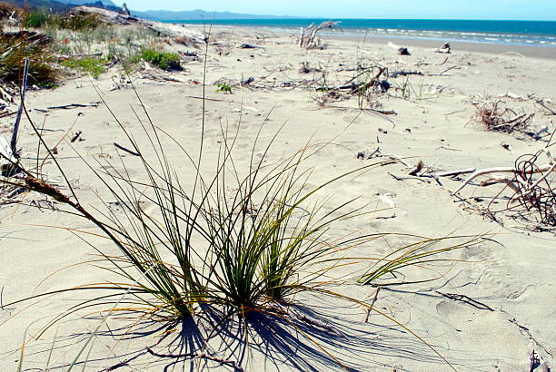 A Spinifex Grass plant grass in the sand on a New Zealand beach. Spinifex is a genus of perennial coastal grasses. They are one of the most common plants that grow in sand dunes along the coast of New Zealand.
