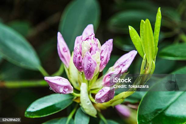 Garden Spring Flowers Flora Stock Photo - Download Image Now - Agricultural Field, Asphalt, Beautiful People