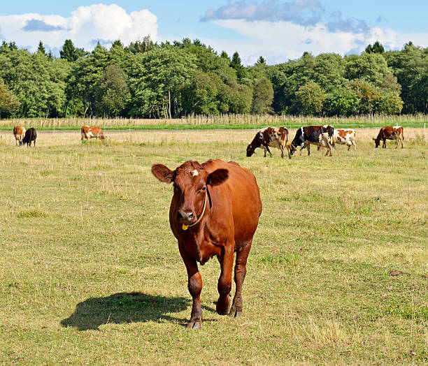 Brown cow in a green field