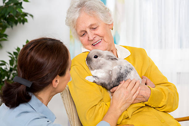 istock Pet Therapy – Senior woman with rabbit at home 524285131