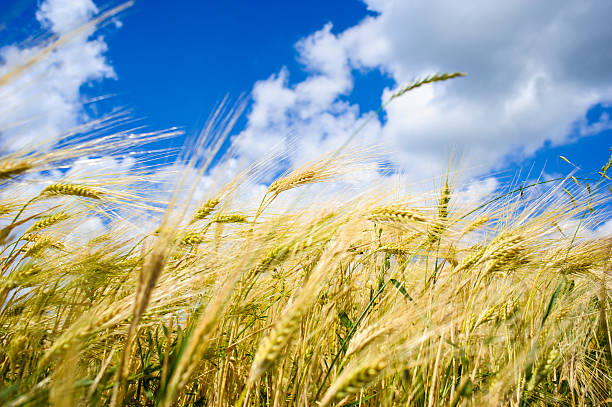 istock Golden wheat field with blue sky in background 524285619