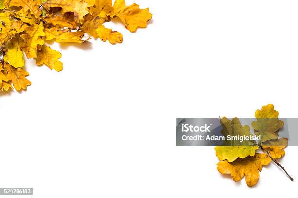 Autumn Leaves Stock Photo - Download Image Now - Autumn, Border - Frame, Brown