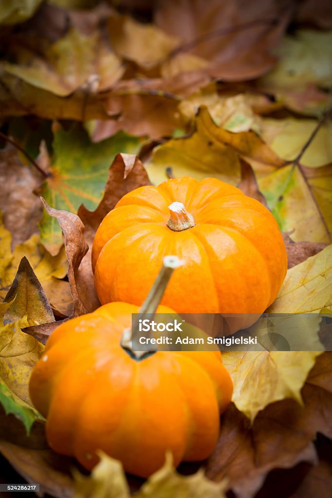 autumn background colorful autumn leaves with pumpkins on wooden background Autumn Stock Photo