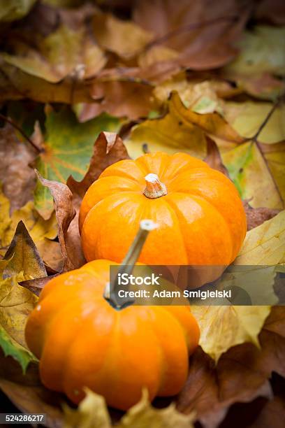 Autumn Background Stock Photo - Download Image Now - Autumn, Border - Frame, Brown