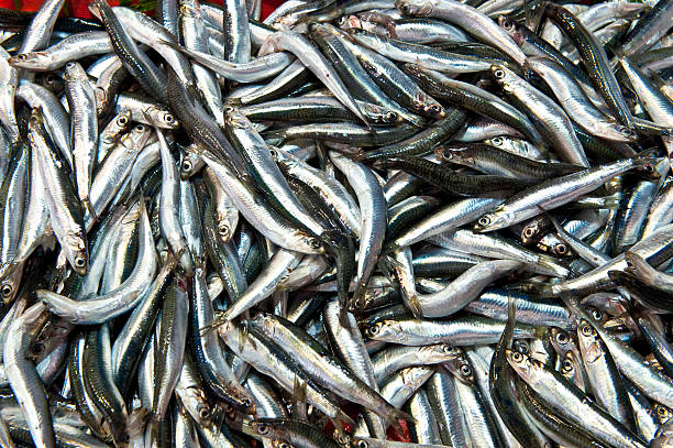 istock Heap of small Mediterranean fish at market 524286303