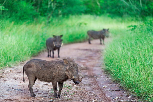 Three pigs - boars See my other wild animal photos kapama reserve stock pictures, royalty-free photos & images