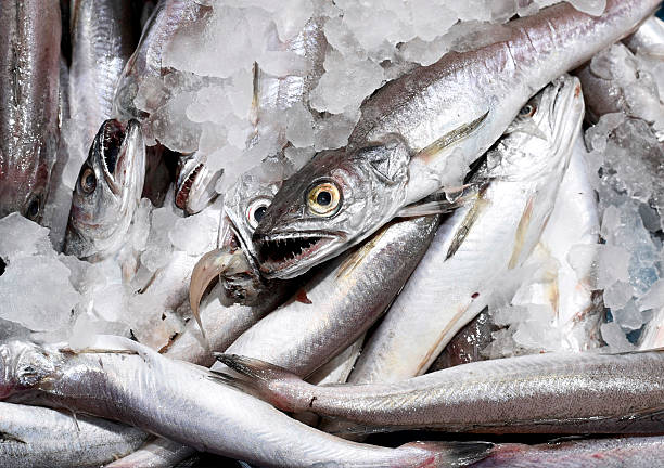 新鮮なメルルーサ - variation catch of fish fish prepared fish ストックフォトと画像