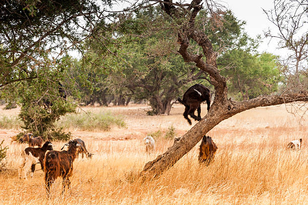 istock Morrocan goats in the field 524288725
