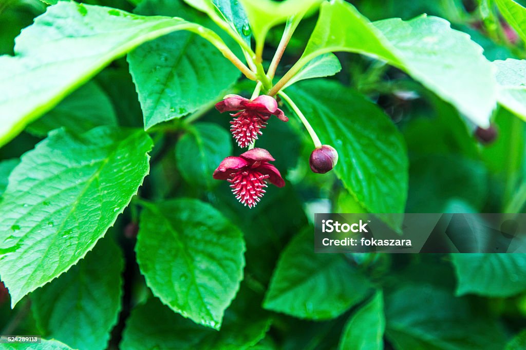 Garden, Spring, Flowers, Flora Agricultural Field Stock Photo