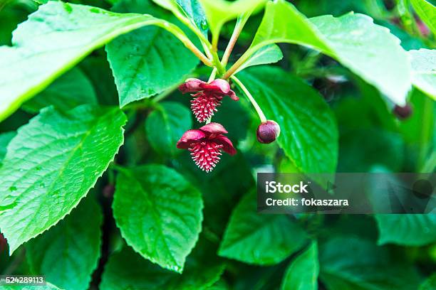 Garden Spring Flowers Flora Stock Photo - Download Image Now - Agricultural Field, Asphalt, Beautiful People