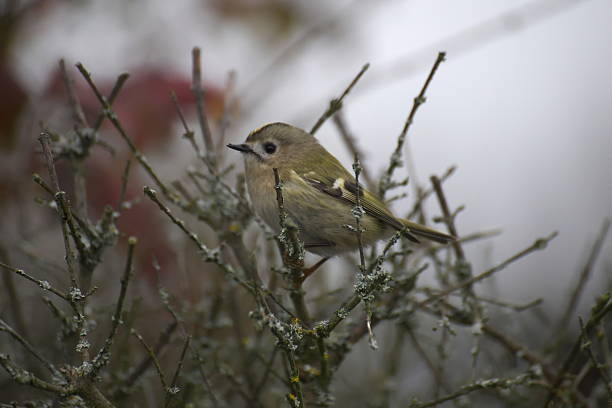 Goldcrest A goldcrest (Regulus regulus) sitting on twigs. It is one of the smallest passerine bird. regulidae stock pictures, royalty-free photos & images