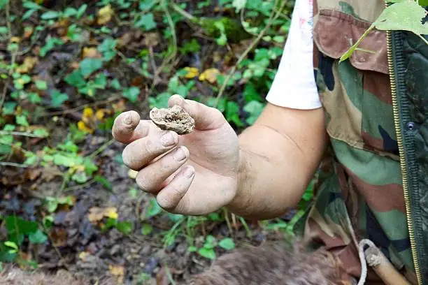 A man hunting truffles in the forest in the Istria region of Croatia holds out half of a small white truffle. White truffle season in Istria is roughly from September through December, while black truffles are hunted year round.