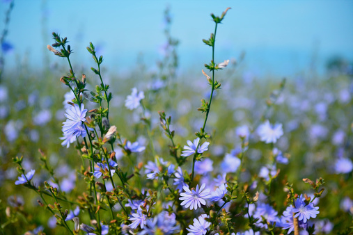 Artistic composition - Blue Flowers chicory field