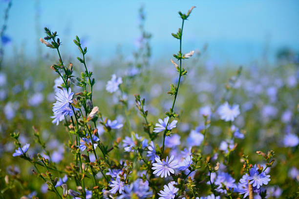 composição artístico azul chicória campo de flores - uncultivated flower chicory cornflower - fotografias e filmes do acervo