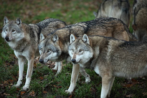 wolves stock photo