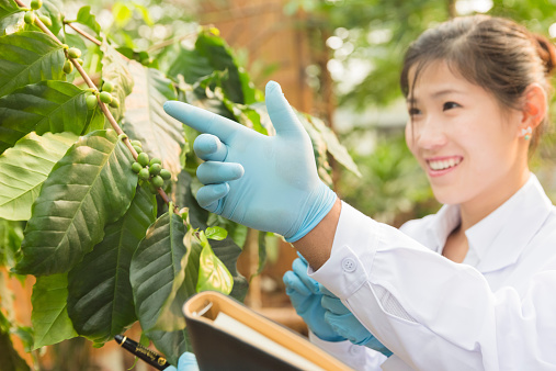 asian scientist in protective gear examining coffee tree  in greenhouse, hong kong china.