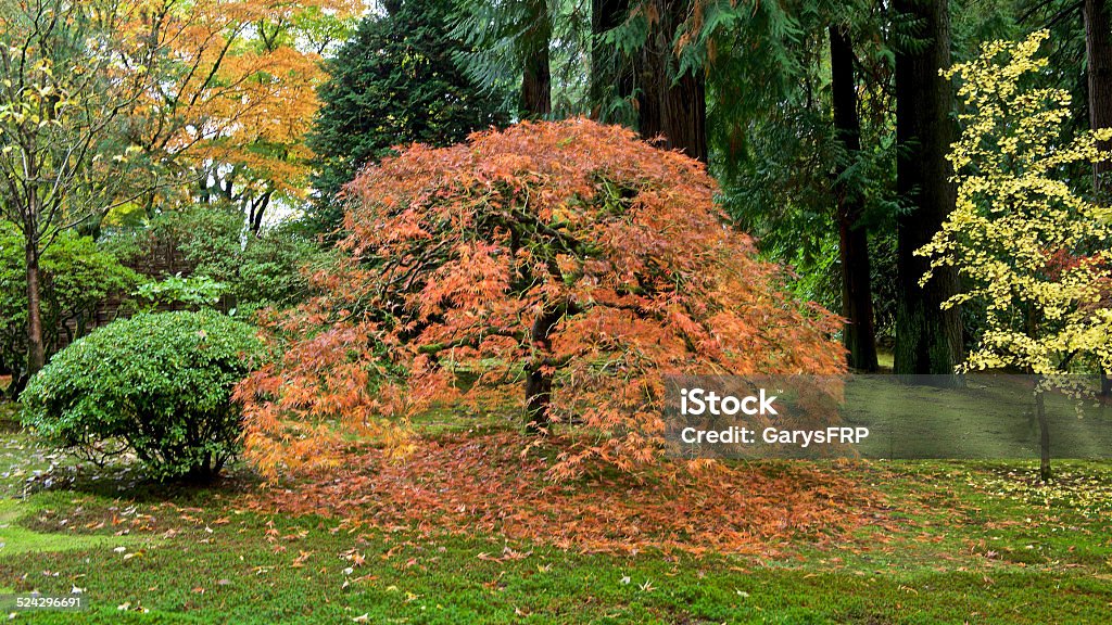 Autumn Colors Japanese Garden Portland Oregon Japanese Maple Tree A Fall day looking into colorful trees featuring a Japanese Maple Tree at the Portland Japanese Garden. This is located in the Pacific Northwest in in Portland, Oregon. Photo taken with a Nikon D4 with NIKKOR lens and a aspect ratio of 18:9. I am a Photographer level member of The Oregon Garden as required by the Garden for Commercial use of photos. Japanese Garden Stock Photo