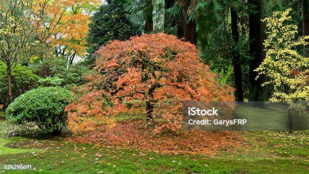 Autumn Colors Japanese Garden Portland Oregon Japanese Maple Tree Stock Photo - Download Image Now