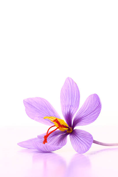 istock Close up of saffron flower 524297475